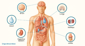 Ilustrasi anatomi tubuh manusia yang menunjukkan peran penting air dalam menjaga kesehatan organ vital seperti otak, paru-paru, jantung, ginjal, sistem pencernaan, dan sendi.